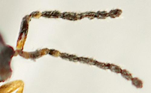 Telenominae